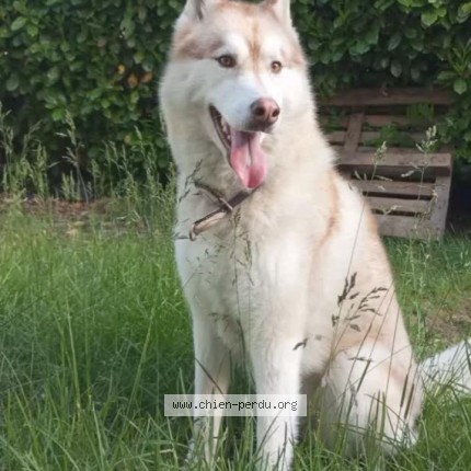 Photo de chien perdu à Lavelanet