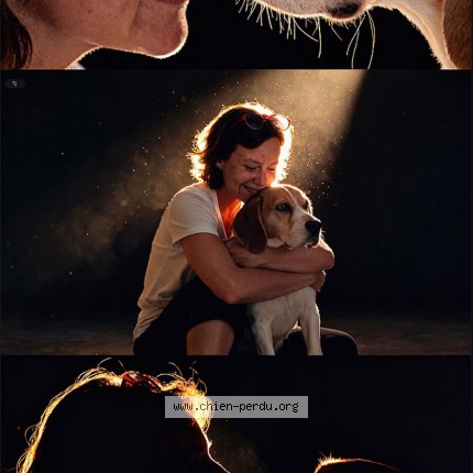 Photo de chien perdu à Le Becquet