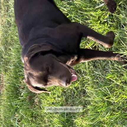 Photo de chien trouvé à Terranjou