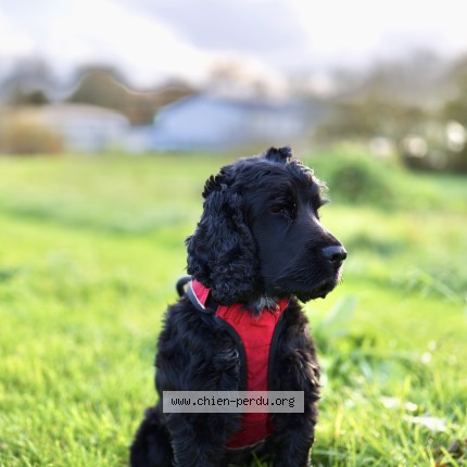 Photo de chien perdu à Les Clouzeaux