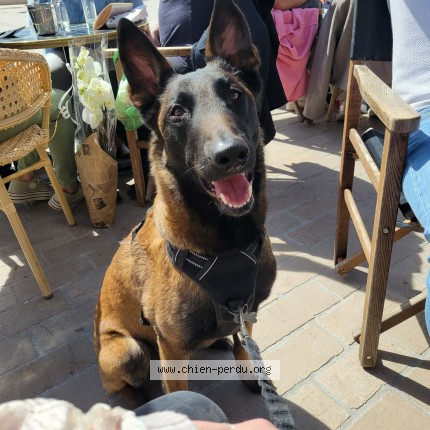 Photo de chien perdu à Toulon