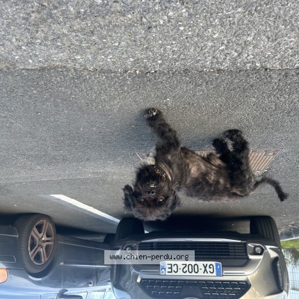 Photo de chien trouvé à Biarritz