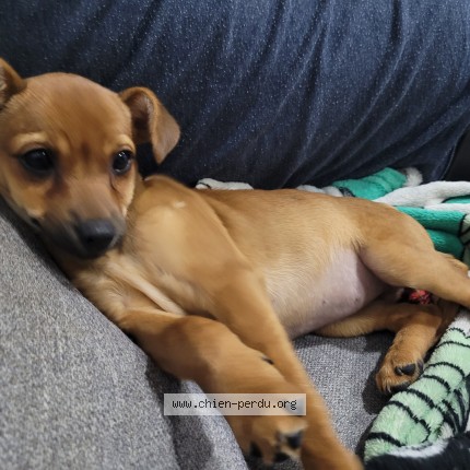 Photo de chien perdu à Limas