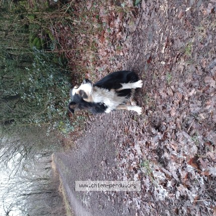 Photo de chien perdu à Darbres