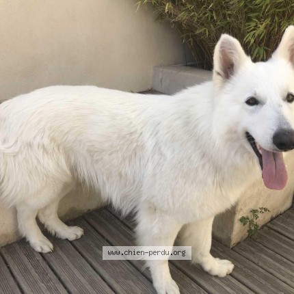 Photo de chien perdu à Conques Sur Orbiel