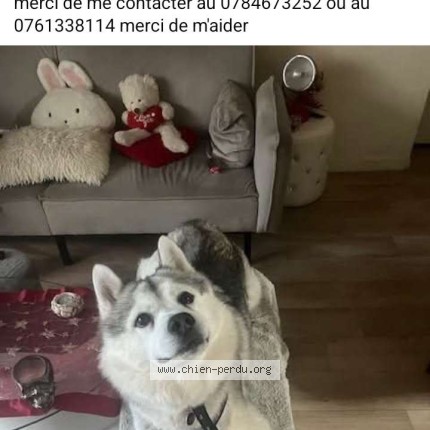 Photo de chien perdu à Lorien