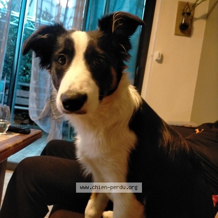 Photo de chien perdu à Saint Jean Du Falga