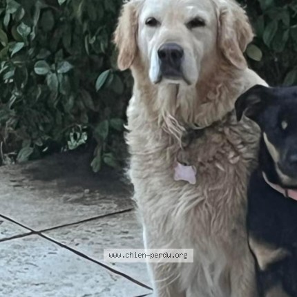 Photo de chien perdu à Maillane