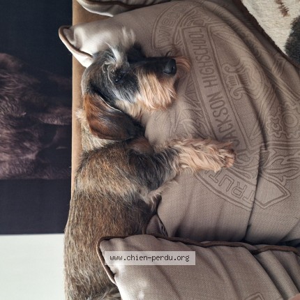 Photo de chien perdu à Colleville Montgomery