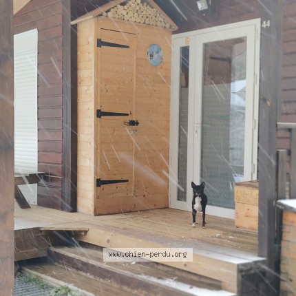 Photo 1/1 Luffy Chien perdu à Chamrousse