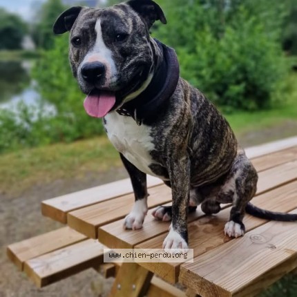 Photo de chien perdu à La Foret Sur Sevres