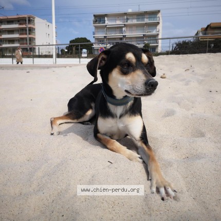 Photo de chien perdu à Choranche