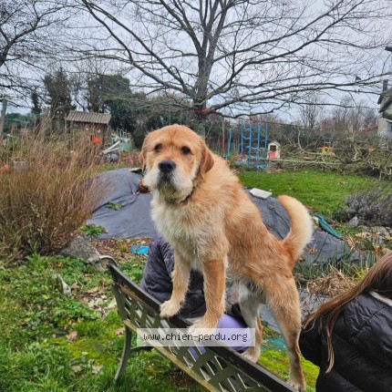 Photo 1/1 hubbe Chien perdu à La Foret Sur Sevres