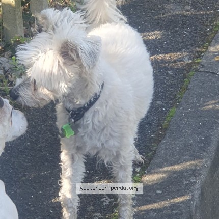 Photo de chien trouvé à La Frette Sur Seine