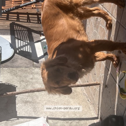 Photo de chien trouvé à Chateauneuf Les Bains