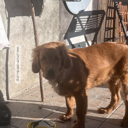 Photo 1/1 Chien trouvé Trouvé à Chateauneuf Les Bains