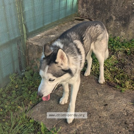 Photo de chien trouvé à Albi