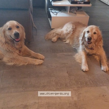 Photo de chien perdu à Riom