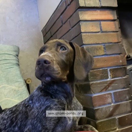 Photo de chien perdu à Aurseulles