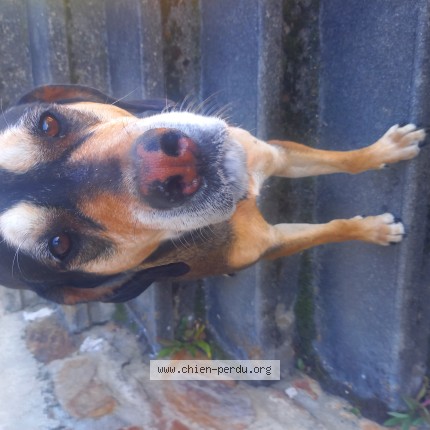 Photo de chien trouvé à La Forie