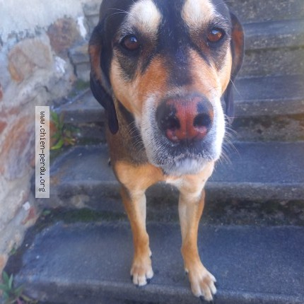 Photo 1/1 Chien retrouvé Trouvé à La Forie
