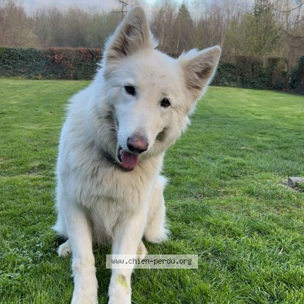 Photo de chien perdu à Campeaux