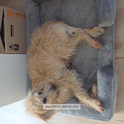 Photo de chien perdu à Arbonne La Foret