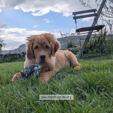 Photo 1/1 Chien retrouvé Perdu à Chateauneuf les bains