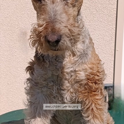 Photo de chien perdu à Heches