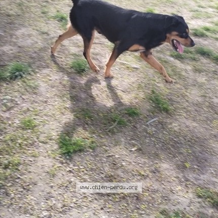 Photo de chien trouvé à Chinon