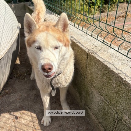 Photo de chien perdu à Tarascon