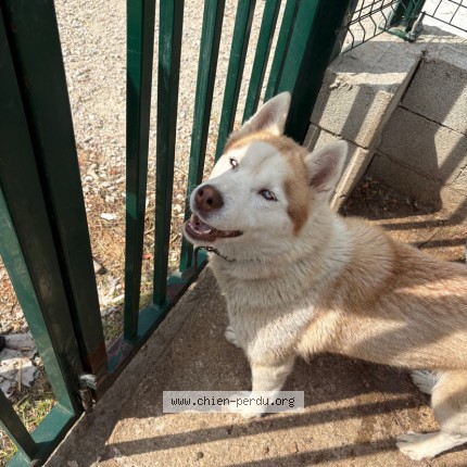 Photo 1/1 saika Chien perdu à Tarascon