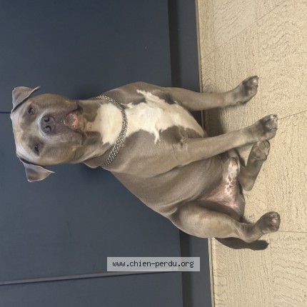 Photo 1/1 Ritch Chien perdu à Amiens