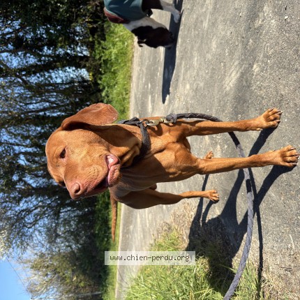 Photo 1/1 Chien trouvé Trouvé à Treguennec