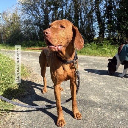 Photo 1/1 Chien trouvé Trouvé à Treguennec