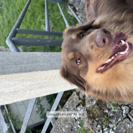 Photo 1/1 Chien trouvé Trouvé à Leuilly sous coucy