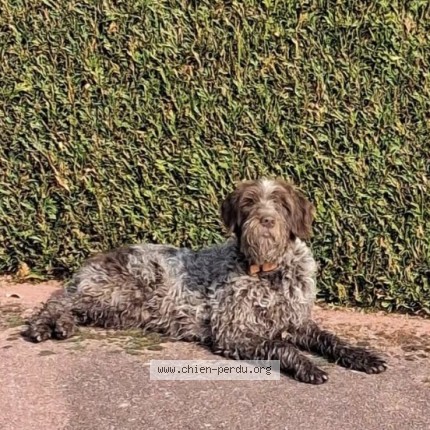 Photo 1/1 Lola Chien perdu à Fouquenies