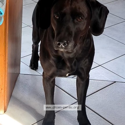 Photo 1/1 Booby Chien perdu à Uhlwiller