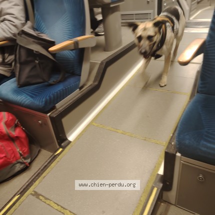 Photo de chien trouvé à Saint Martin De Crau