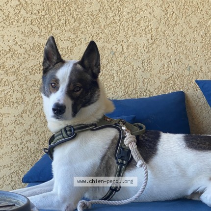 Photo de chien perdu à Peyrole