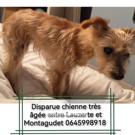 Photo de chien perdu à Lauzerte