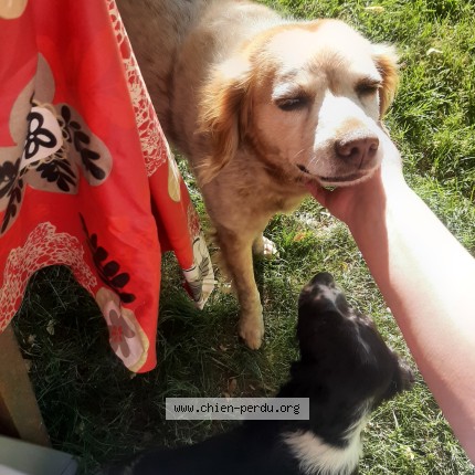 Photo de chien perdu à Monpardiac