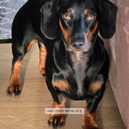 Photo de chien perdu à Aillas