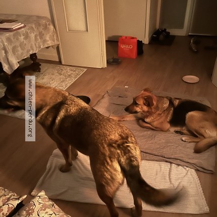 Photo de chien trouvé à Tournefeuille