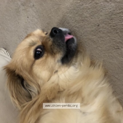 Photo de chien perdu à Juan Les Pins