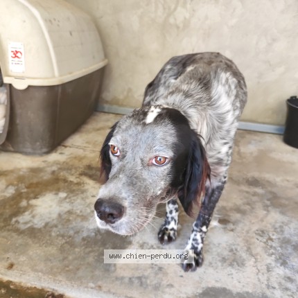 Photo de chien trouvé à Castelsarrain
