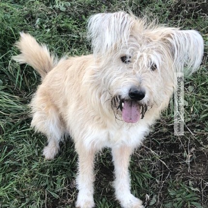 Photo de chien perdu à Paris