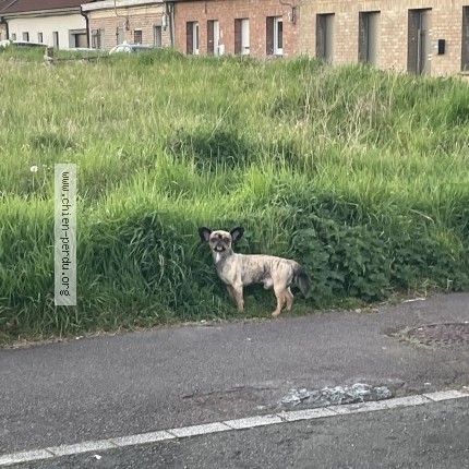 Photo 1/1 Chien trouvé Trouvé à Tourcoing