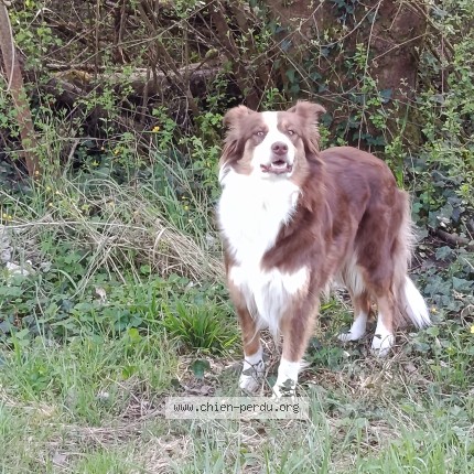 Photo 1/1 Chien trouvé Trouvé à Niederhaslach