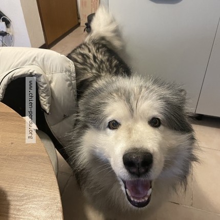 Photo de chien perdu à La Frette